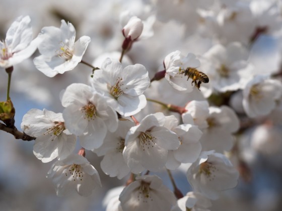Cherry Blossoms in Korea - Bees