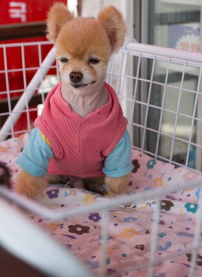 Korean Pom dog - Jinhae, South Korea