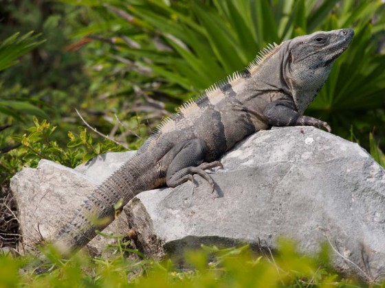 Tulum, Mexico iguana time