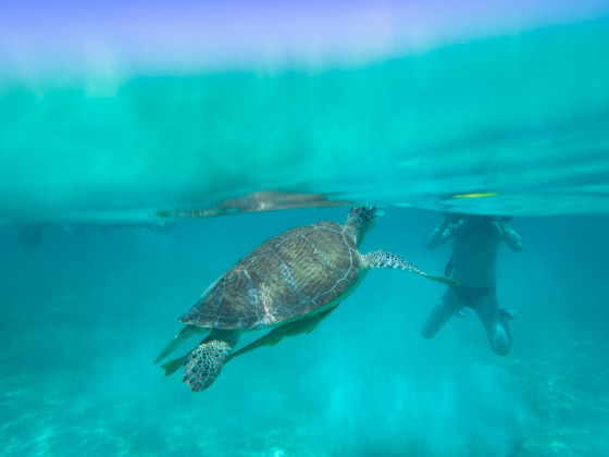 Sea Turtle surfacing in Akumal, Yucatan - Mexico