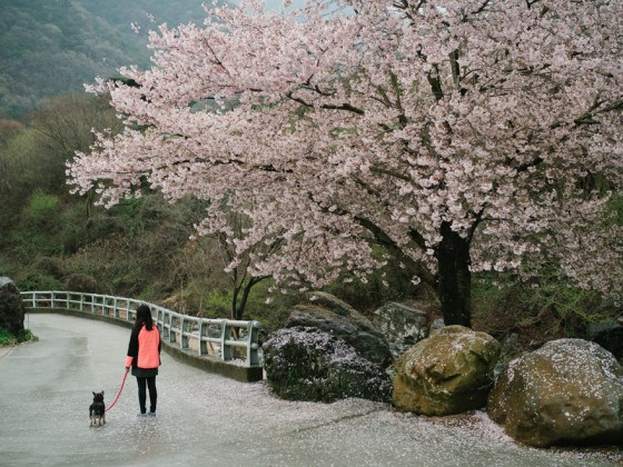 Cherry tree in full bloom in Masan, South Korea
