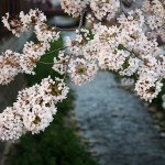 Cherry Blossom Festival – Beautiful Flowers in Jinhae, Korea 2012