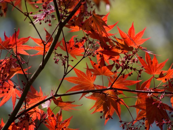 Red Maple in Korea