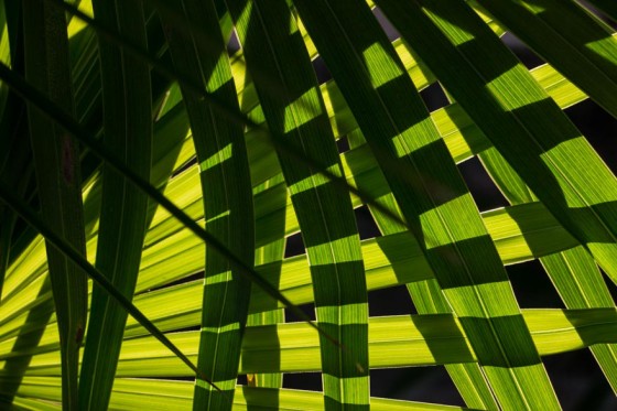 backlit palms